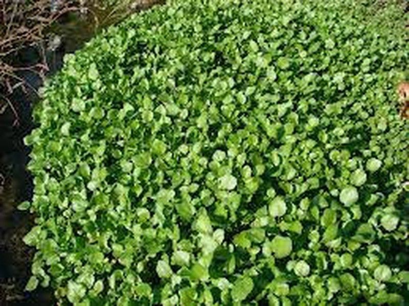 Semillas Berros de Agua