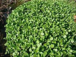 Semillas Berros de Agua