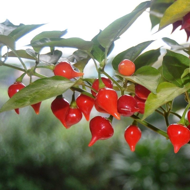 Semillas Biquinho, pimiento lágrima