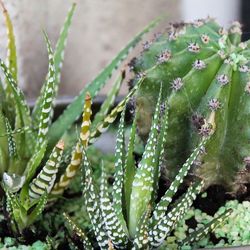 Semillas Cactus y Suculentas