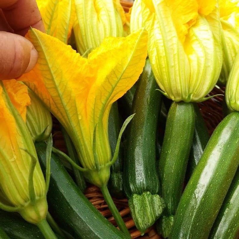 Semillas Calabacín para flores