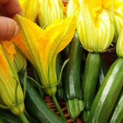 Semillas Calabacín para flores