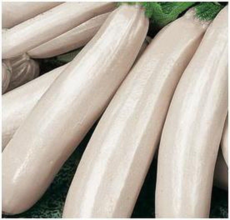 Semillas Calabacines