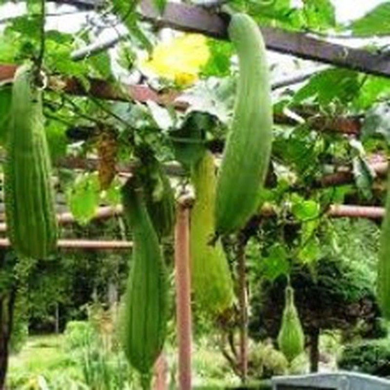 Semillas Calabaza Luffa