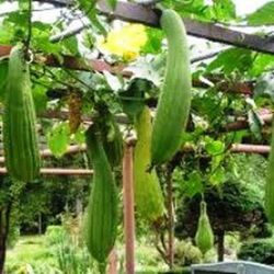 Semillas Calabaza Luffa