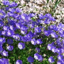 Semillas Campanula Carpática Enana Azul