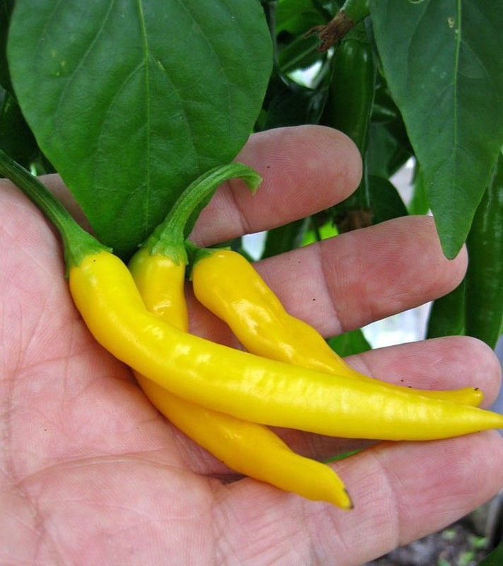 Semillas Cayena Amarilla