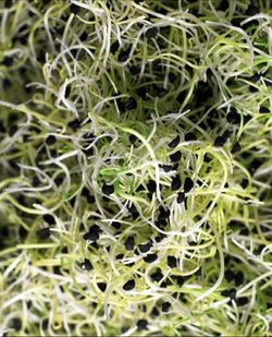 Semillas Cebolla Germinada Bio