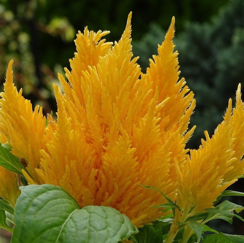 Semillas Celosía Plumosa Variada