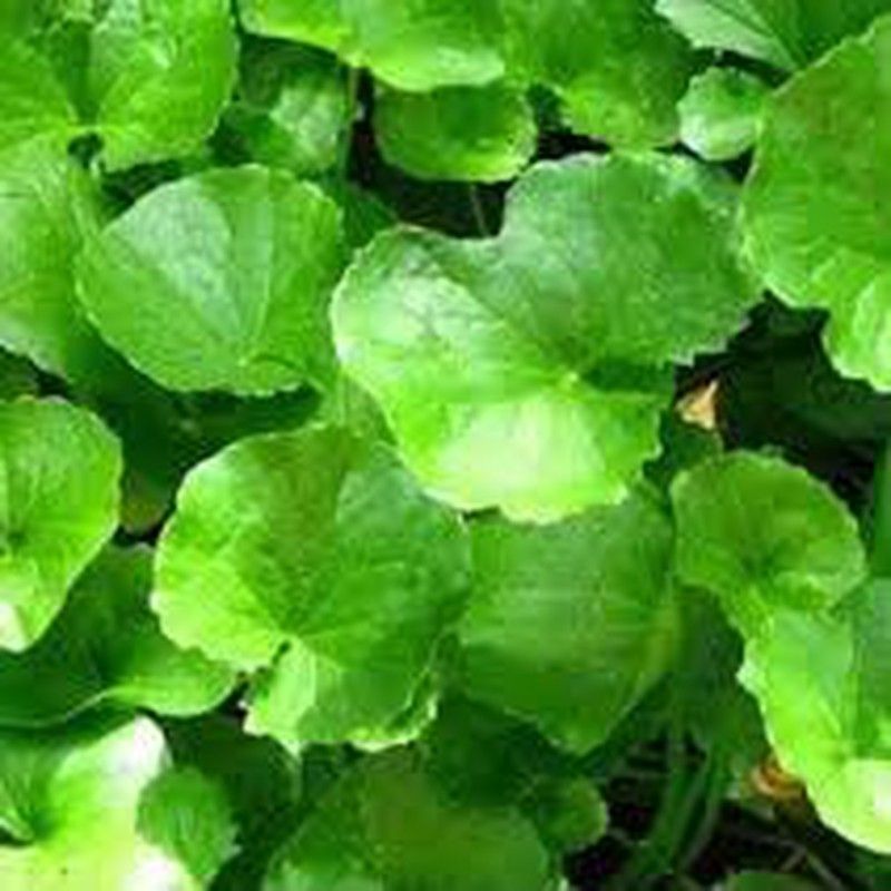 Semillas Centella Asiática Gotu Kola