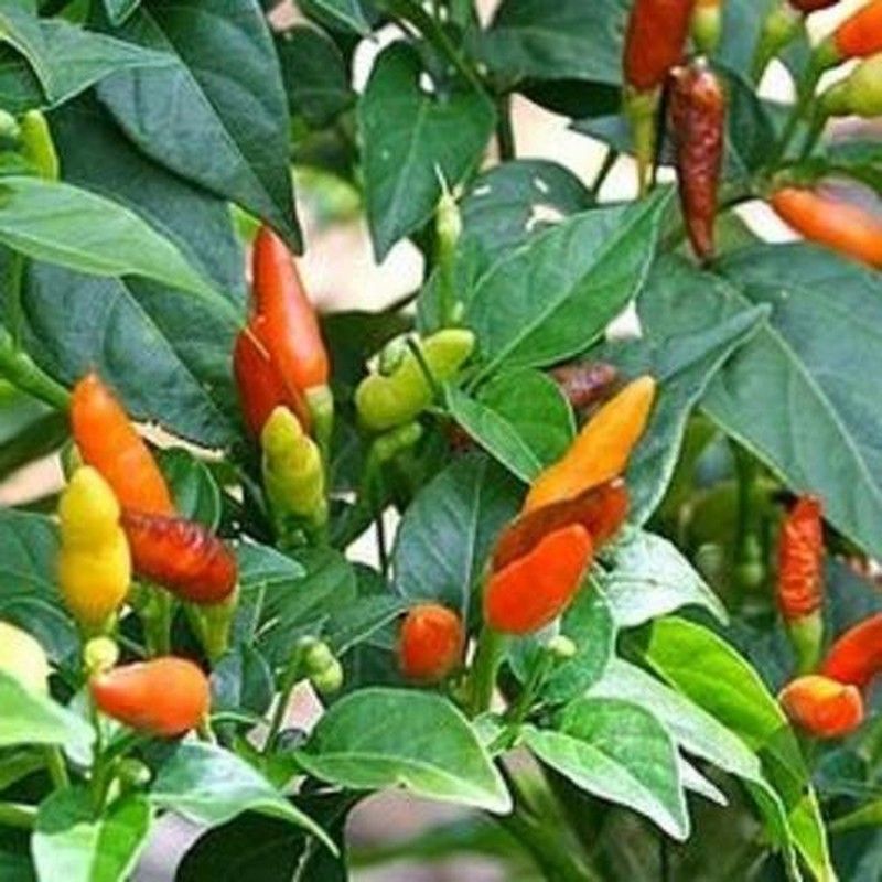 Semillas Chile Birdeye, Pili Pili