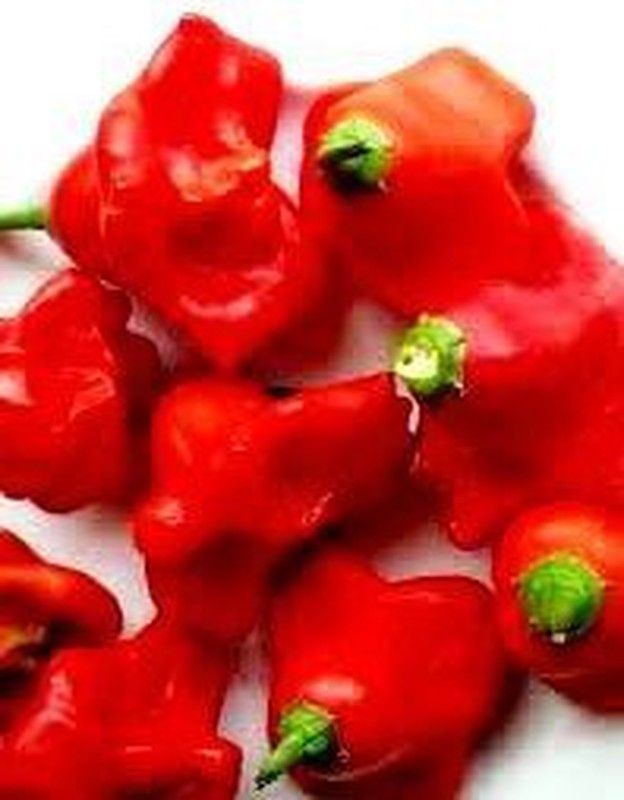 Semillas Chile Campanilla