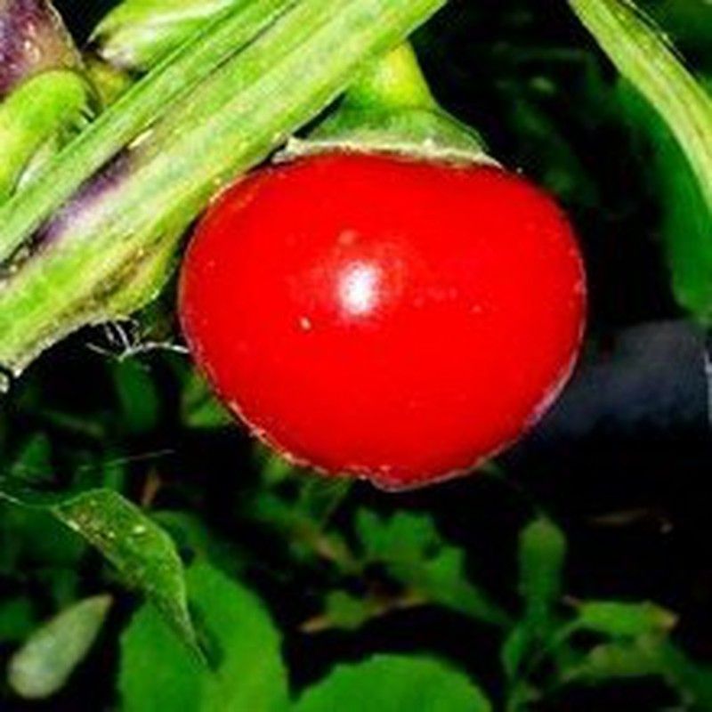 Semillas Chile Cereza Húngaro