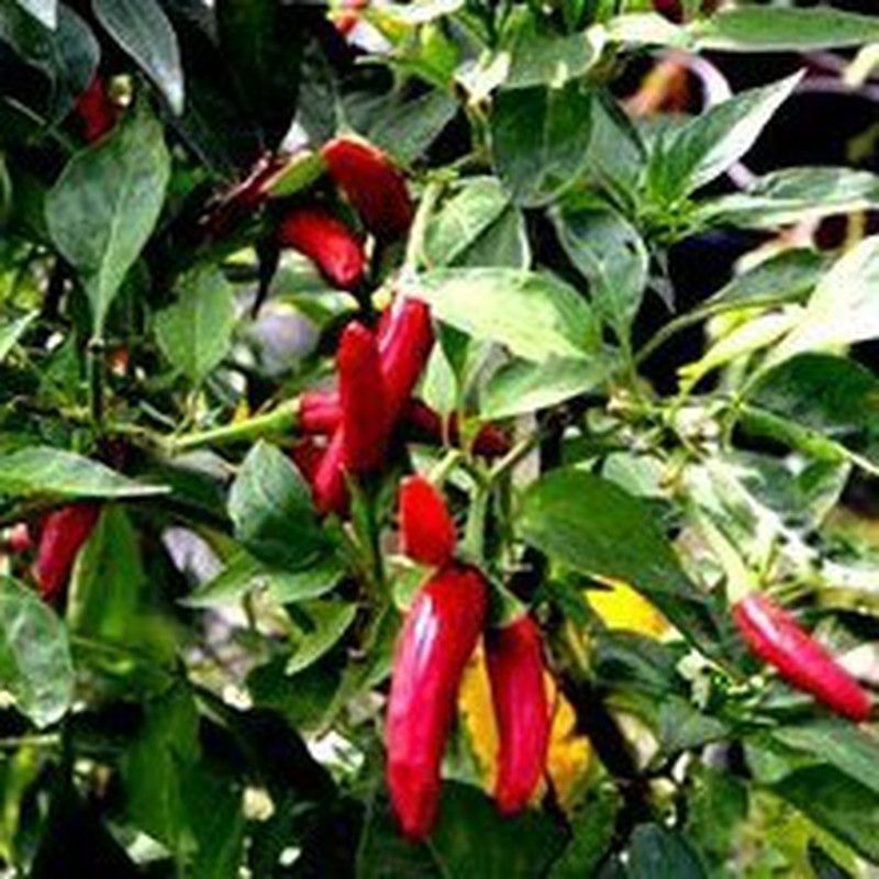 Semillas Chile de Árbol