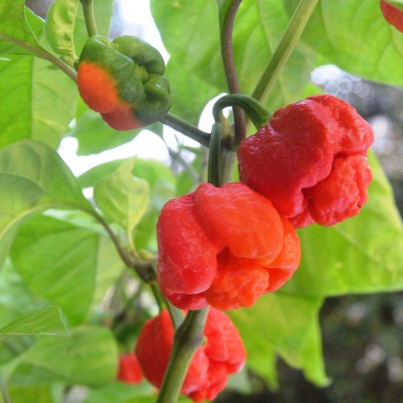 Semillas Chile Dragon's Breath