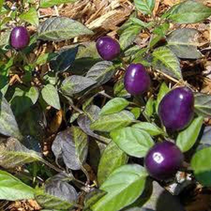 Semillas Chile Filius Blue