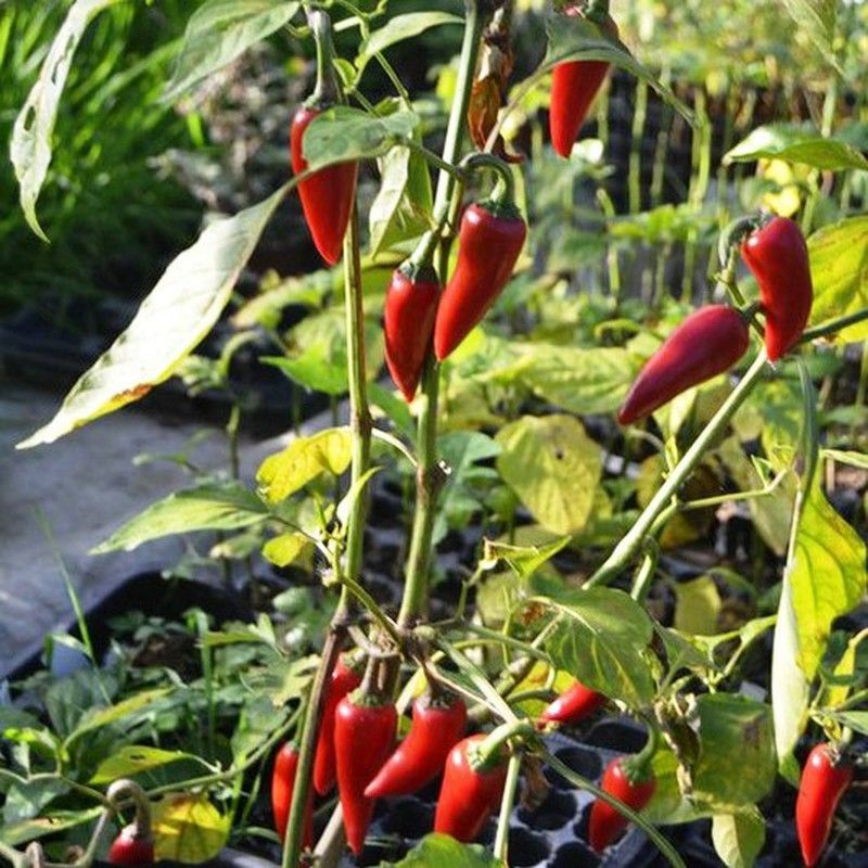 Semillas Chile Fresno