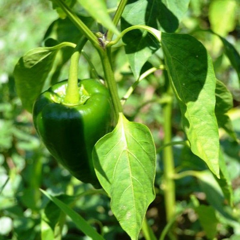 Semillas Chile Poblano Ancho
