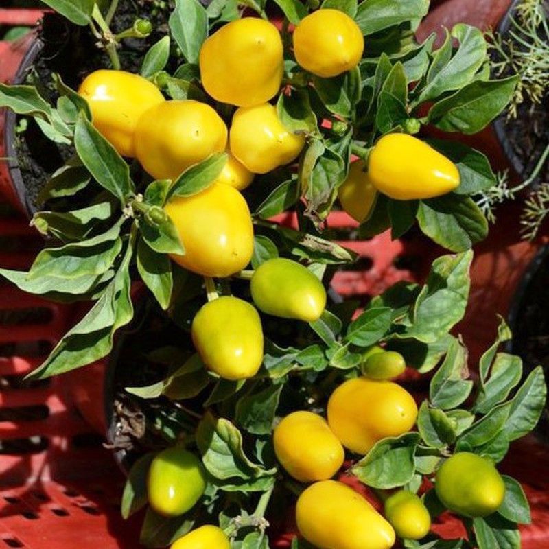 Semillas Chile Salsa Amarillo