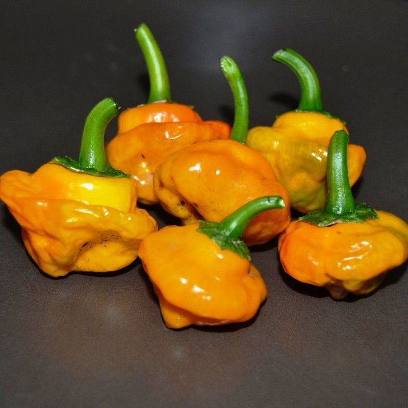 Semillas Chile Seta Jamaicano Amarillo