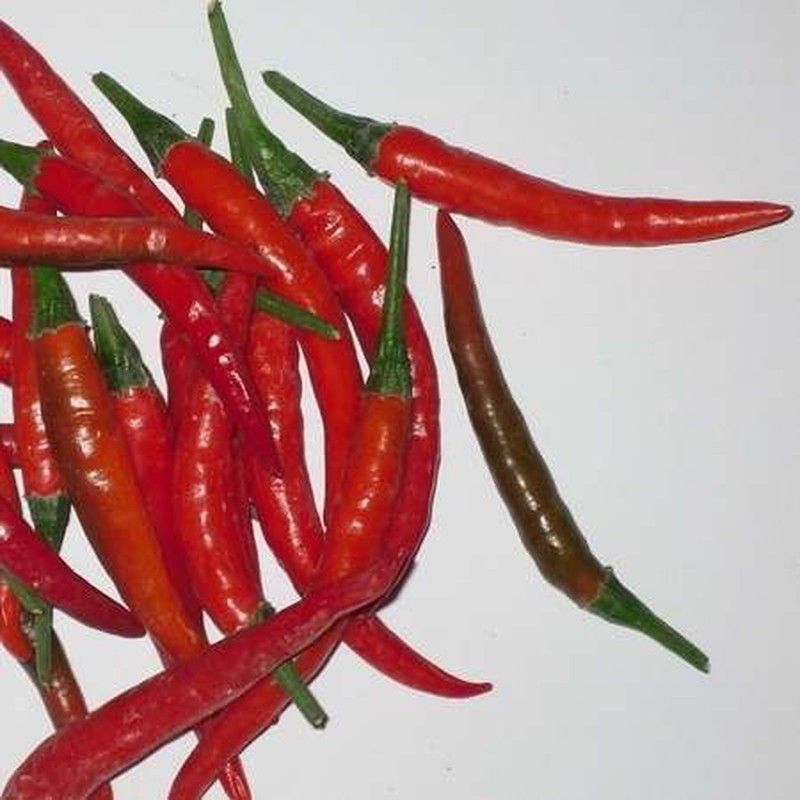 Semillas Chile Thai Ladyfinger