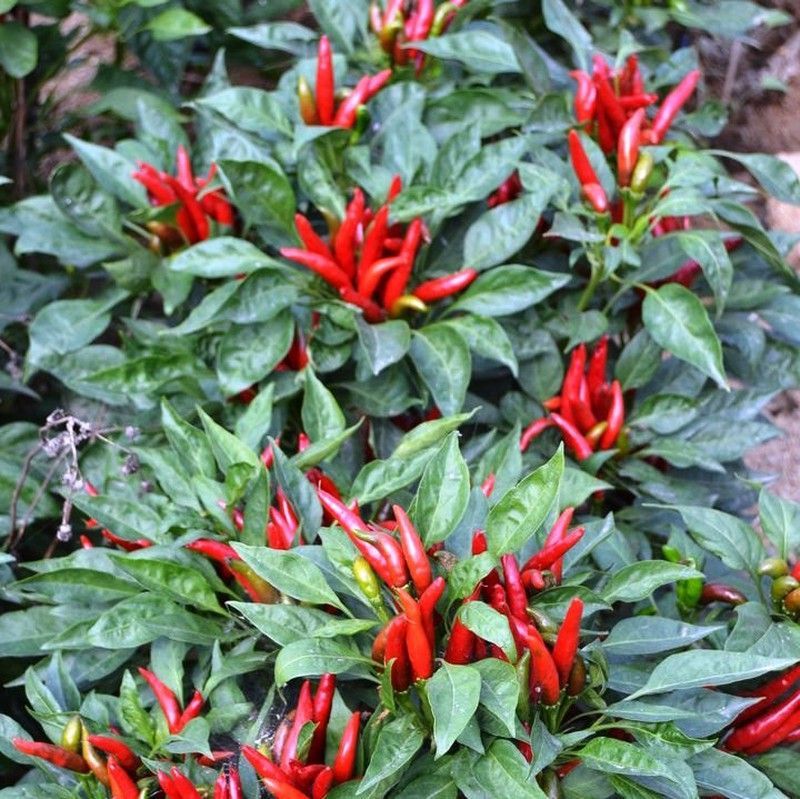 Semillas Chile Tianjin