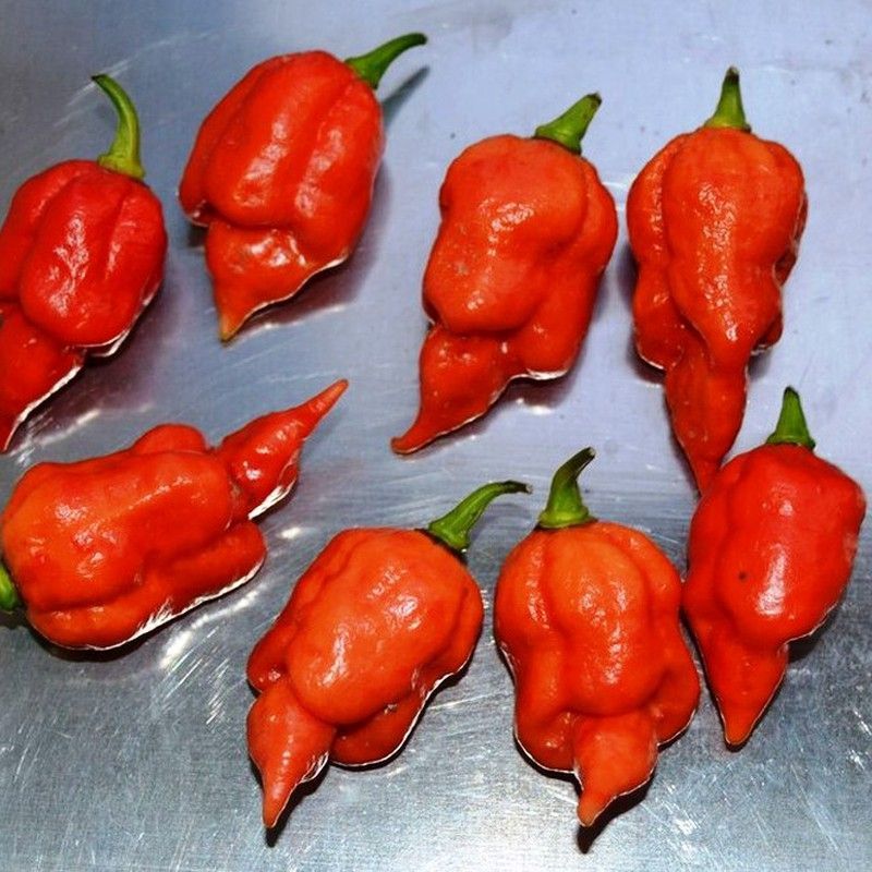 Semillas Chile Trinidad Scorpion