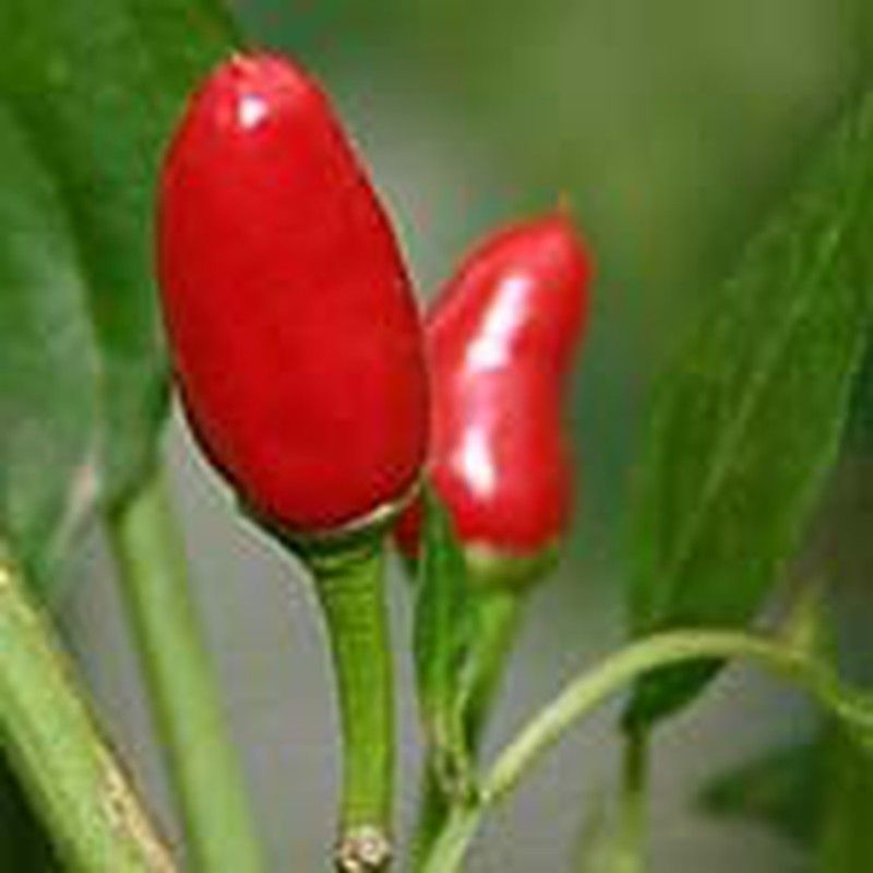 Semillas Chili Casero Siberiano