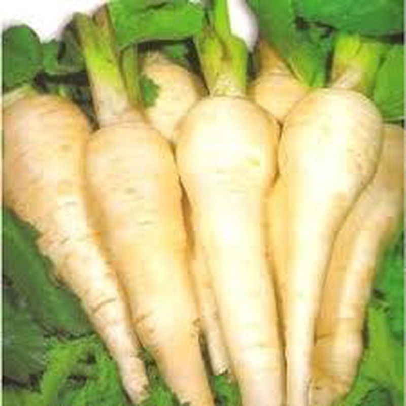 Semillas Chirivia Medio Larga de Guernesey