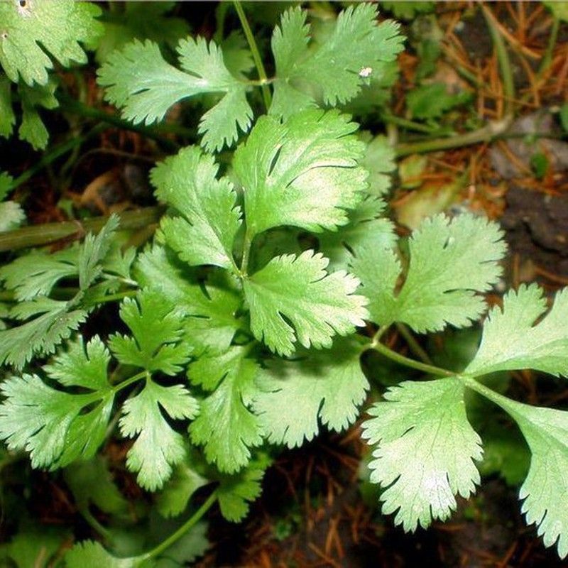 Semillas Cilantro