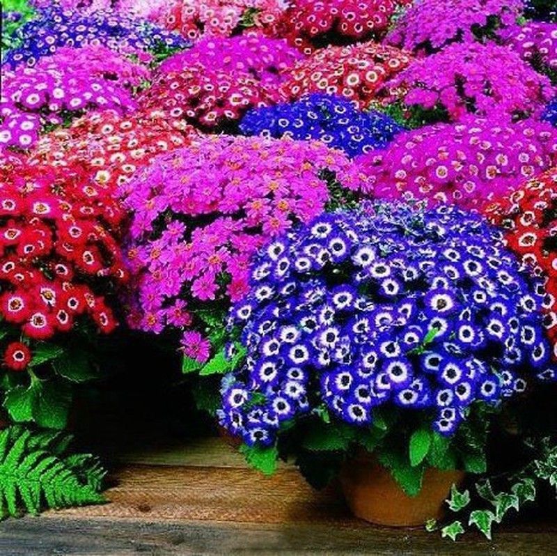 Semillas Cineraria Híbrida