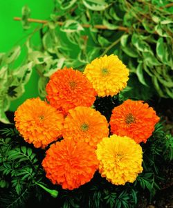 Semillas Clavel India Doble Variada