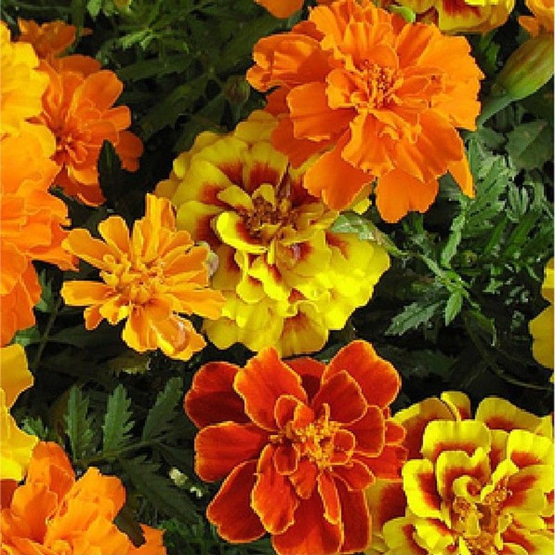 Semillas Clavelón de la India