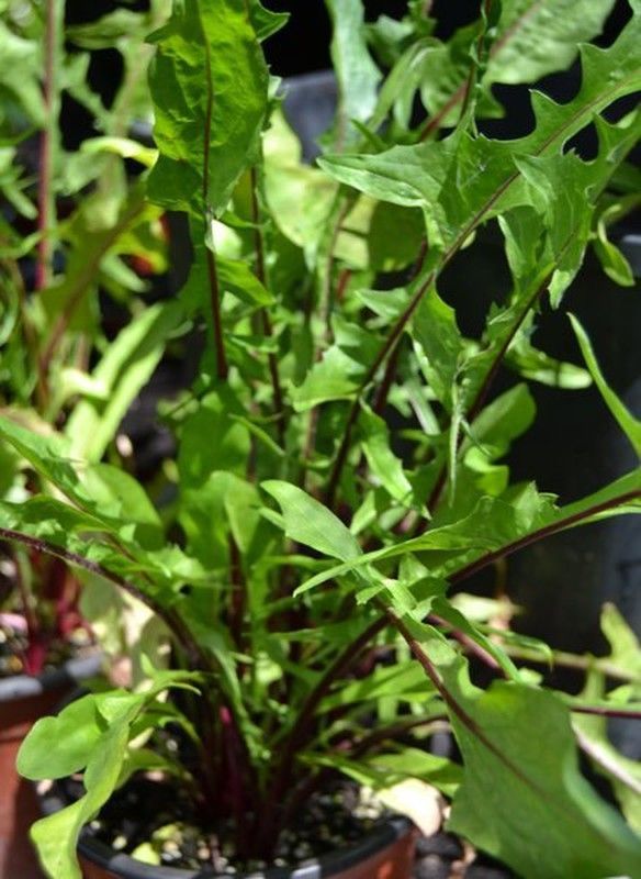 Semillas Claytonia Perforata