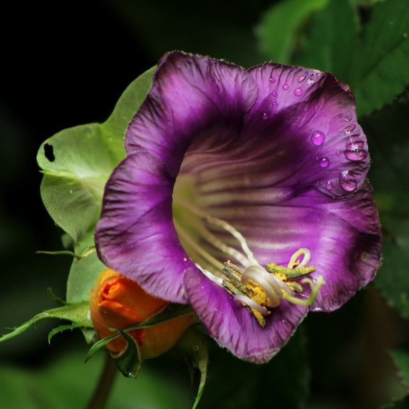 Semillas Cobea Scandens