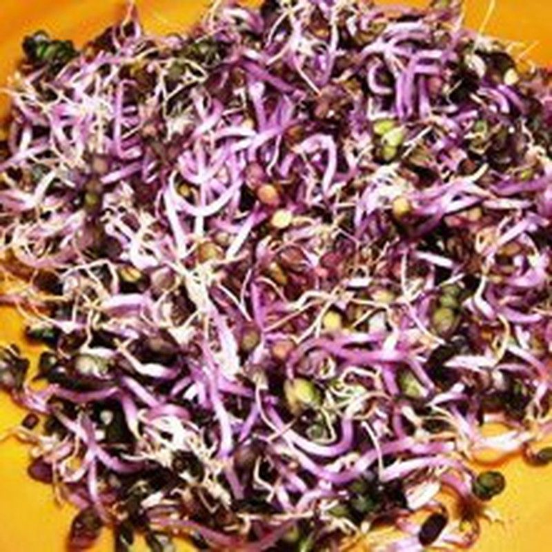 Semillas Col Lombarda Germinada Bio