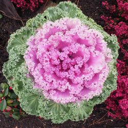 Semillas Col Ornamental de Jardín