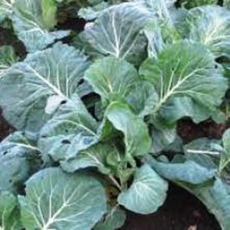 Semillas Coles Forrajeras