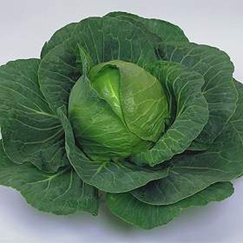 Semillas Coles Repollo