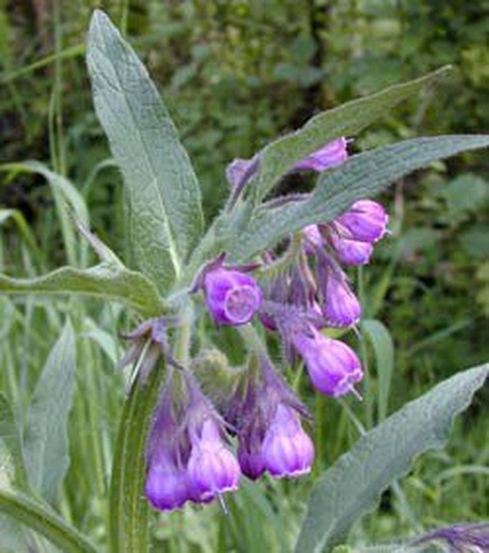 Semillas Consuelda Mayor