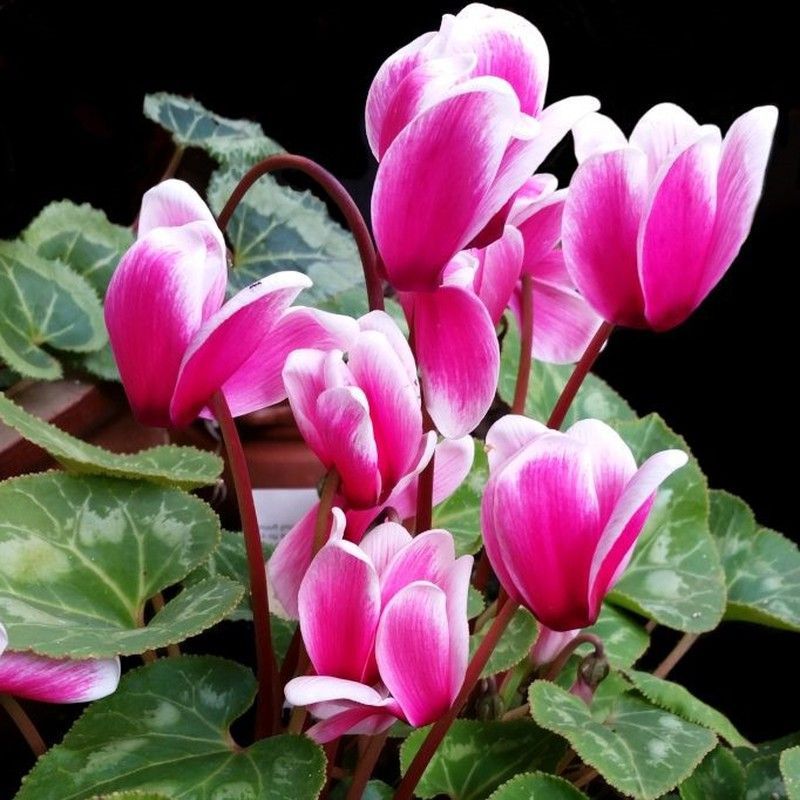 Semillas Cyclamen de Persia