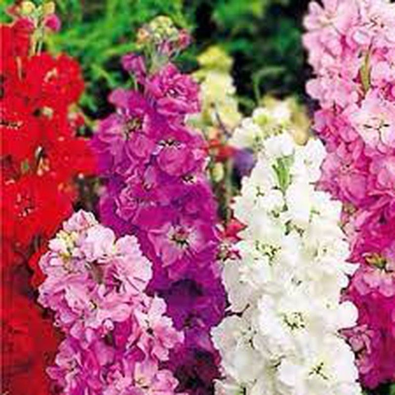 Semillas de Alhelí excelsior Gigante