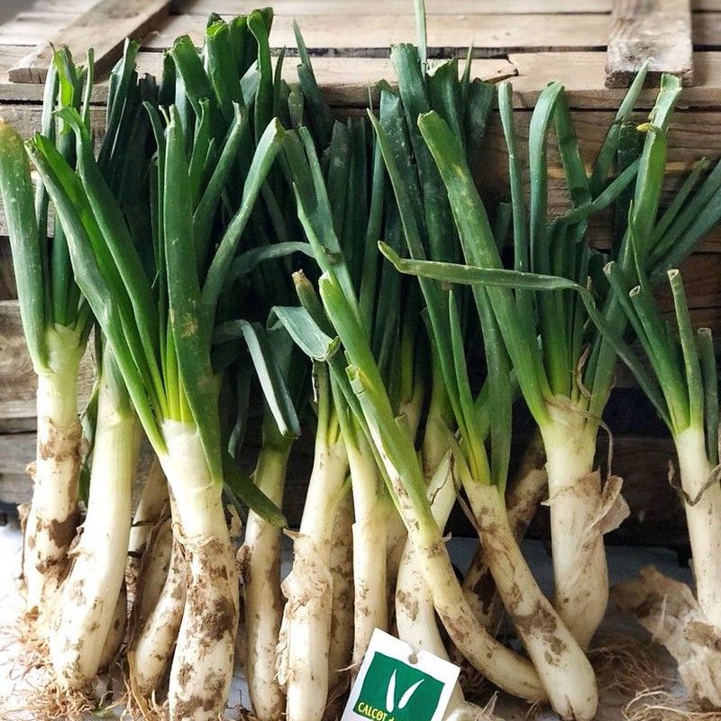 Semillas de Calçots