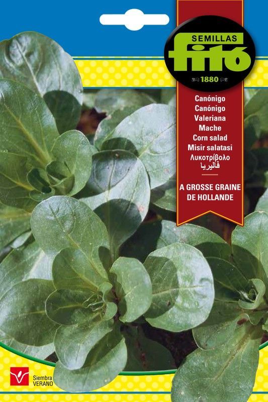 Semillas de Canónigos a Grosse Graine de Hollande de marca Fito
