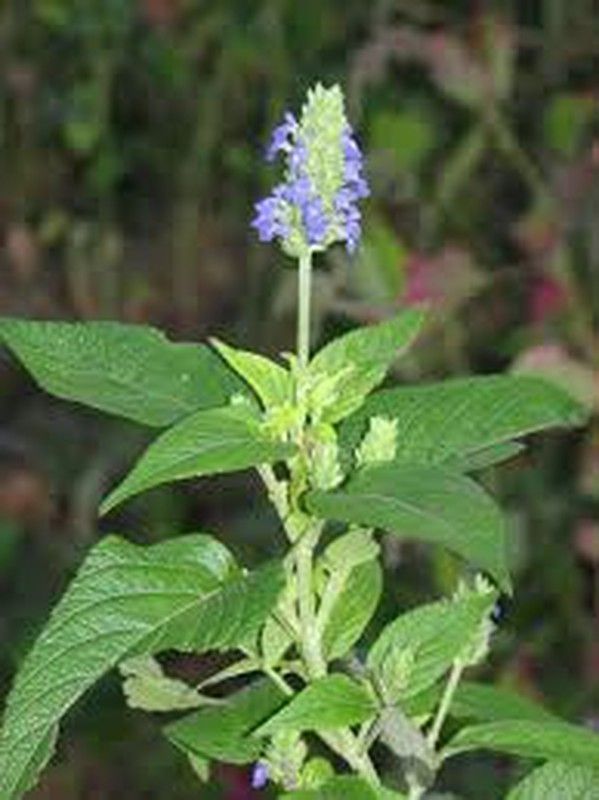 Semillas de Chia Salvia Hispanica