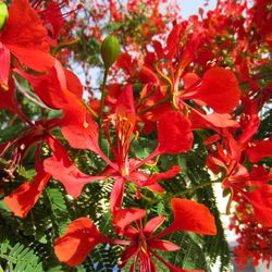 Semillas de Flamboyant