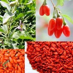 Semillas de Goji