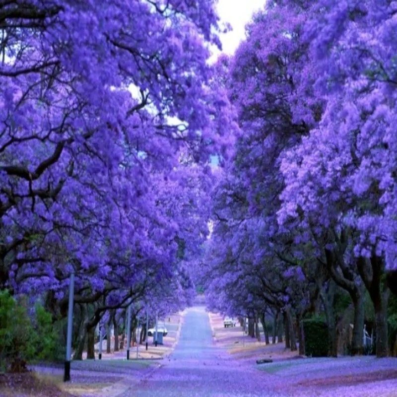 Semillas de Jacaranda