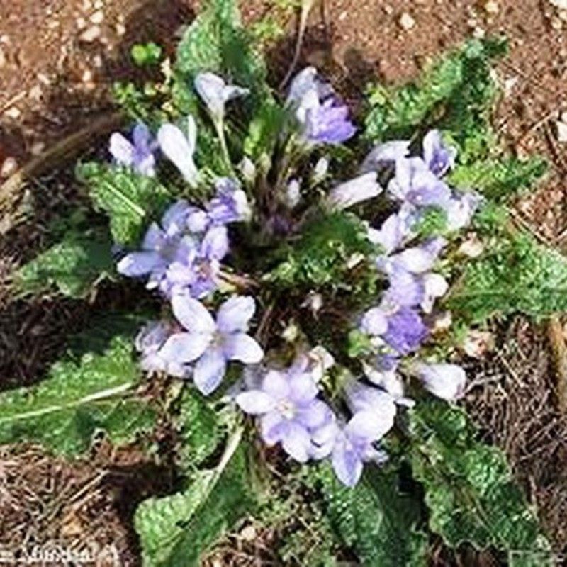 Semillas de Mandragora