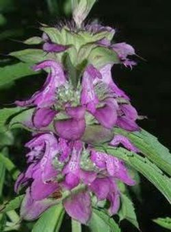 Semillas de Monarda